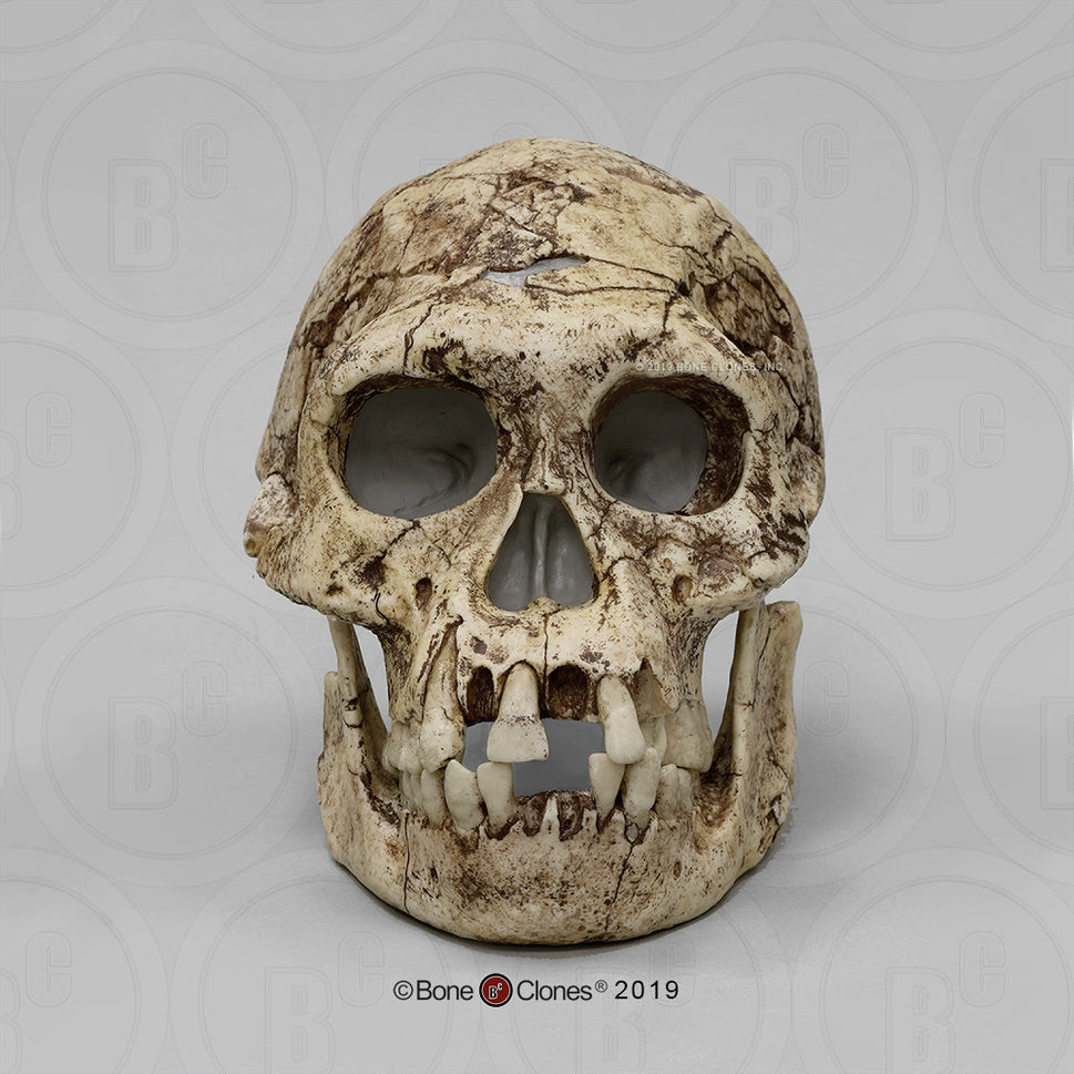 Bone Clones Homo Erectus Hominin Skulls