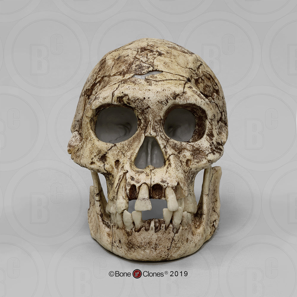 Bone Clones Homo Erectus Hominin Skulls