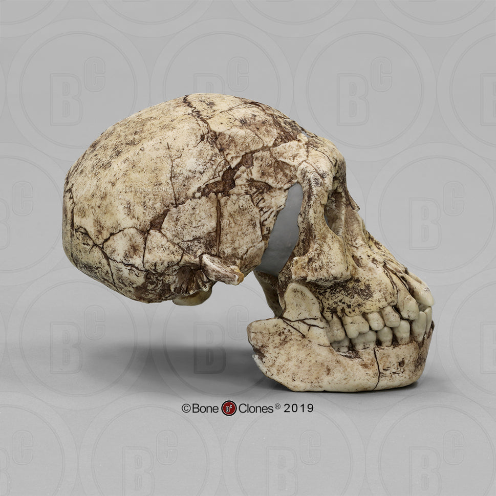 Bone Clones Homo Erectus Hominin Skulls