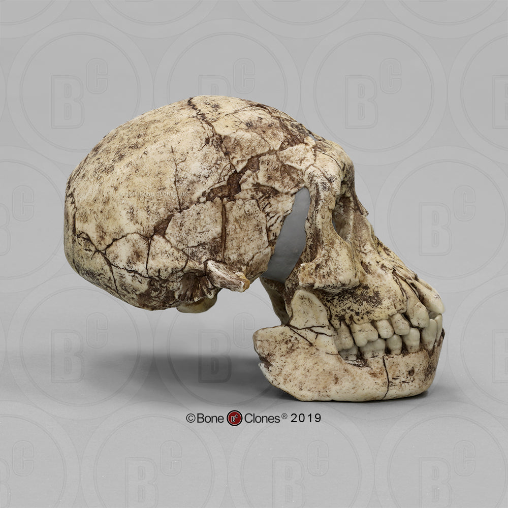 Bone Clones Homo Erectus Hominin Skulls