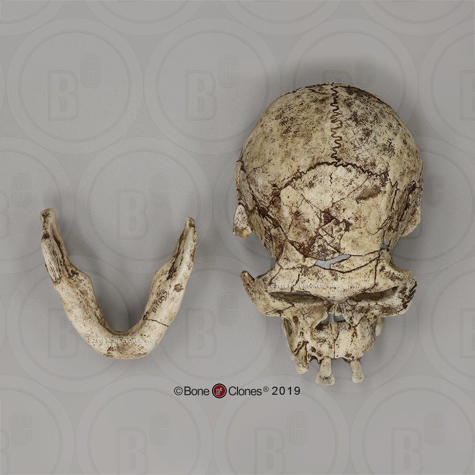 Bone Clones Homo Erectus Hominin Skulls