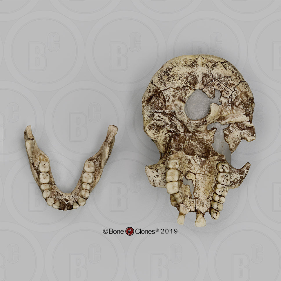 Bone Clones Homo Erectus Hominin Skulls