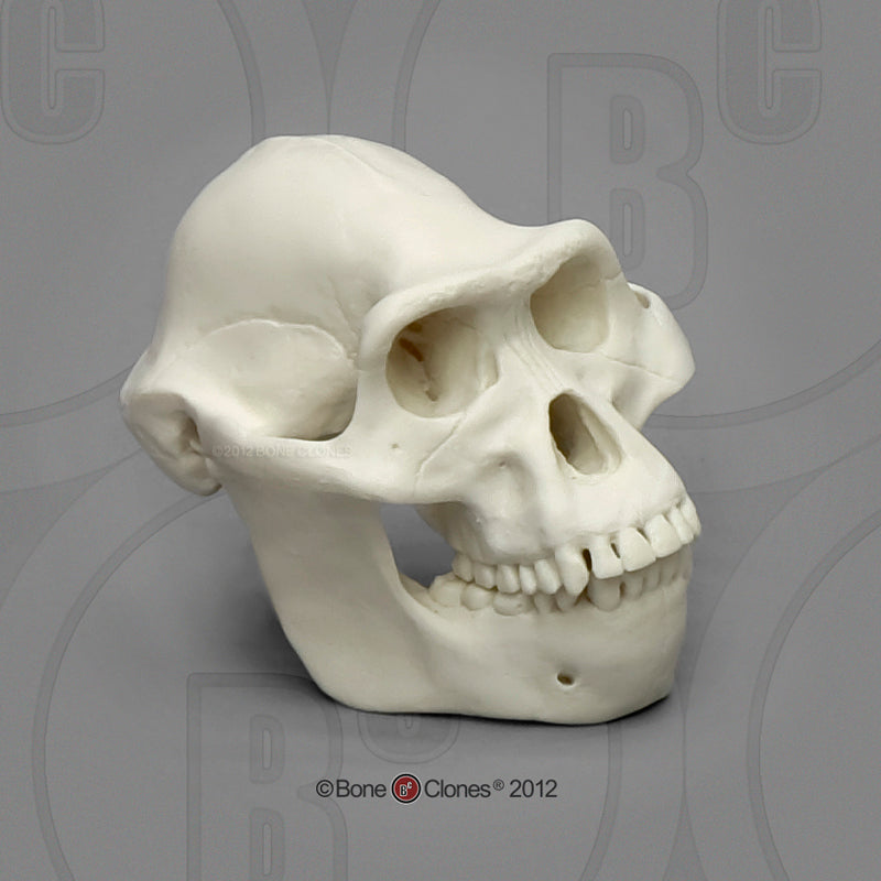 Bone Clones Australopithecus Hominin Skulls