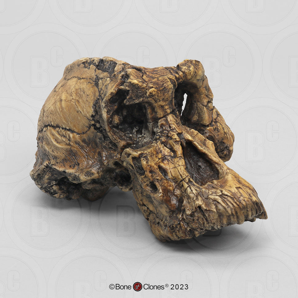 Bone Clones Australopithecus Hominin Skulls