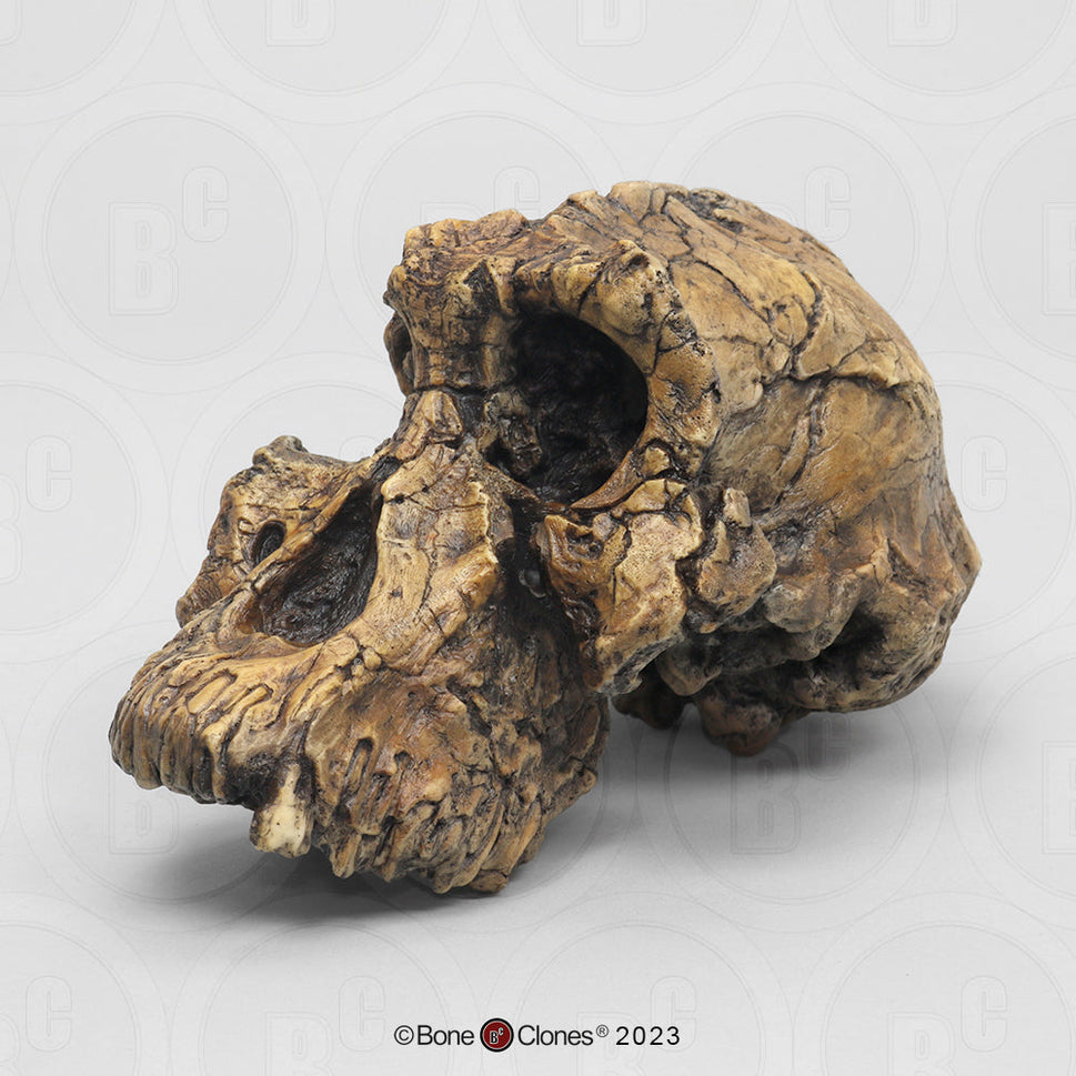 Bone Clones Australopithecus Hominin Skulls