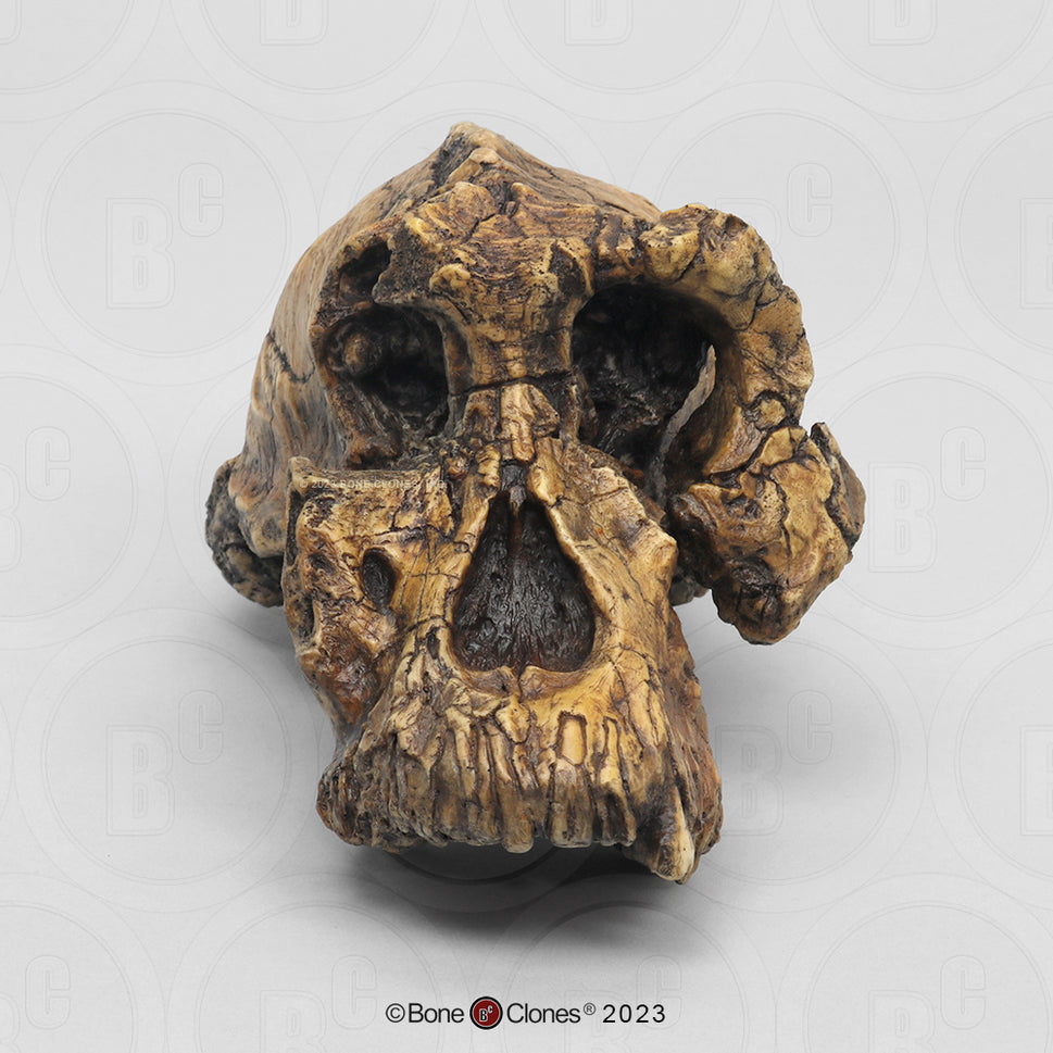 Bone Clones Australopithecus Hominin Skulls