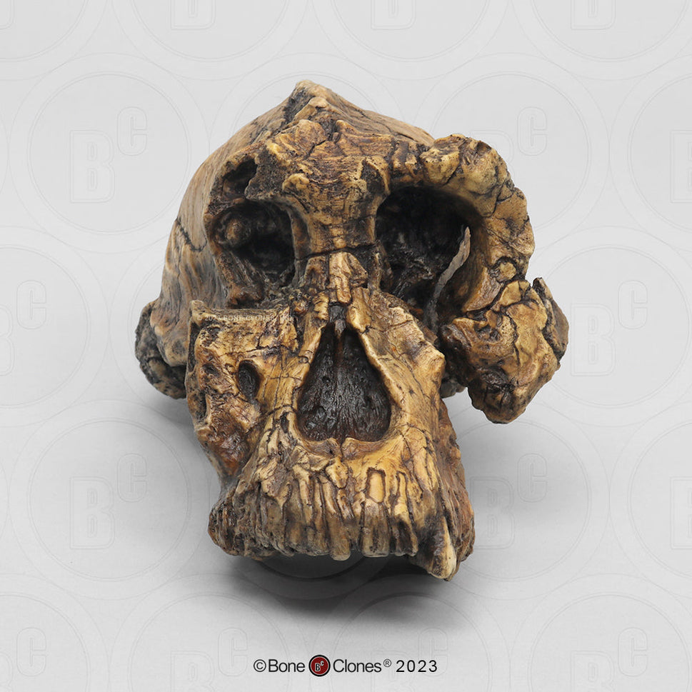 Bone Clones Australopithecus Hominin Skulls