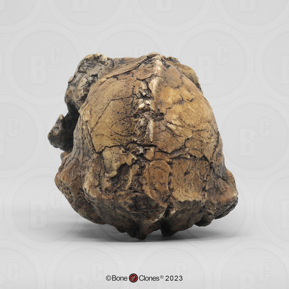 Bone Clones Australopithecus Hominin Skulls