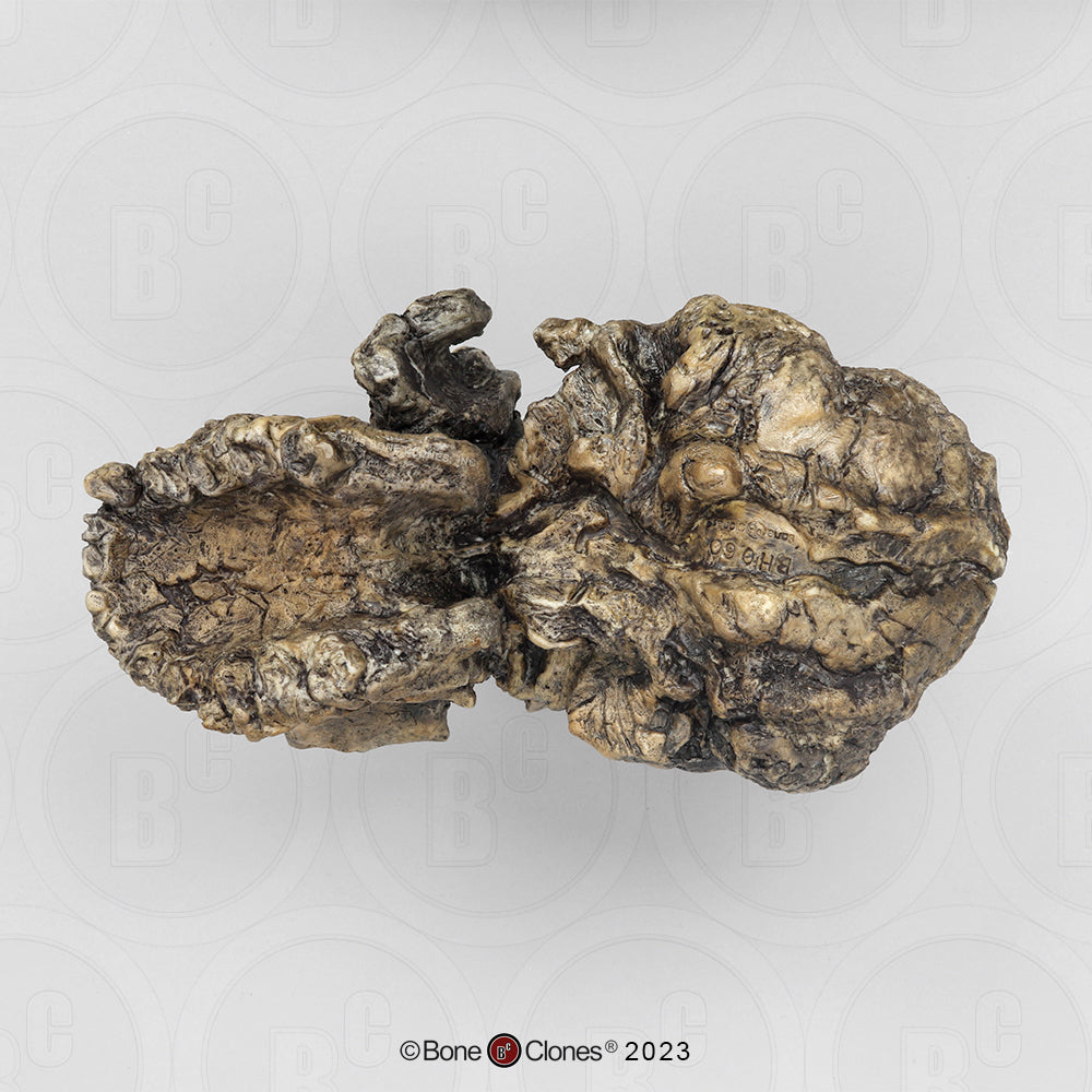 Bone Clones Australopithecus Hominin Skulls