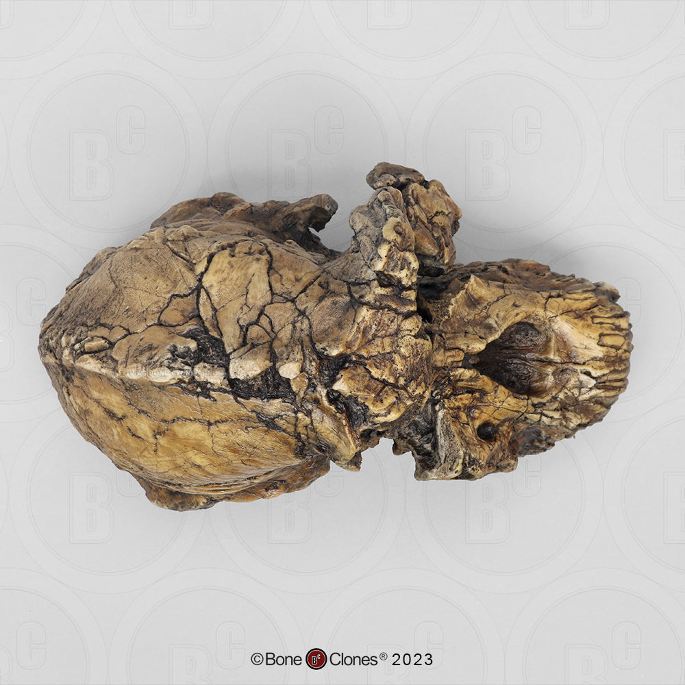 Bone Clones Australopithecus Hominin Skulls
