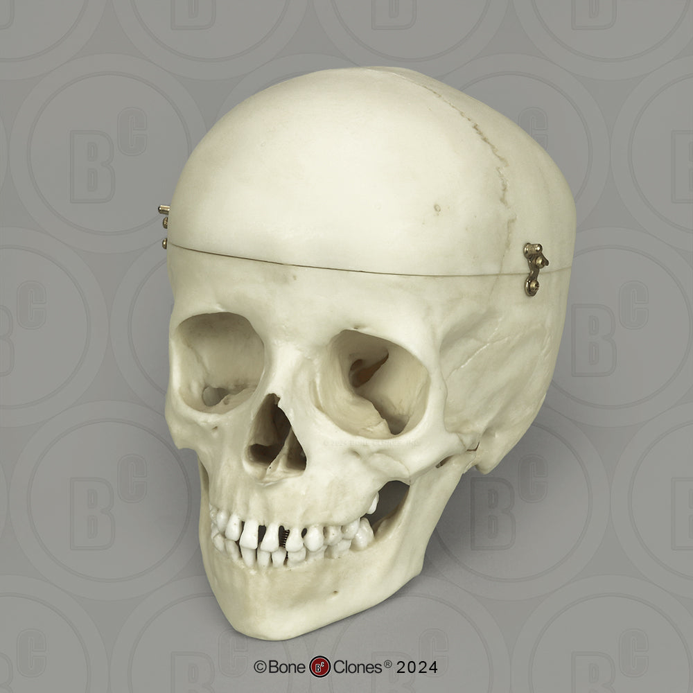 Child Skull Models