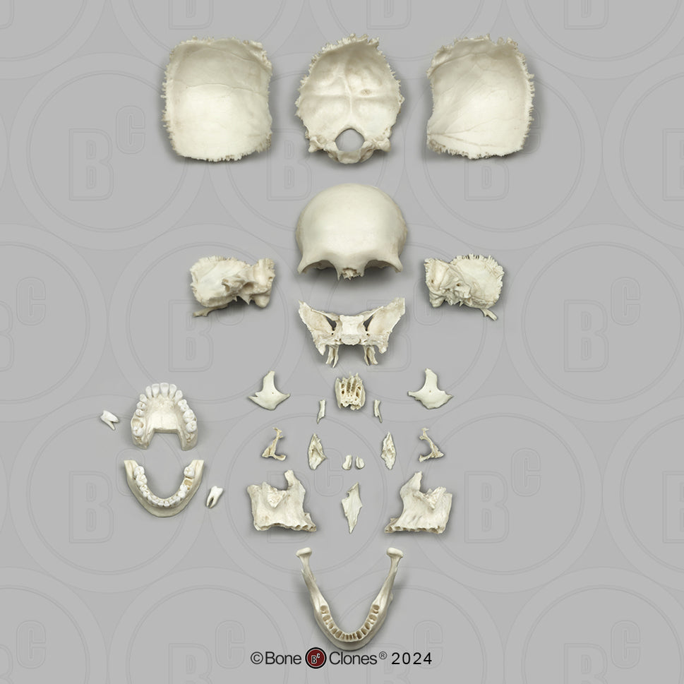 Human Medical Study Skull Model