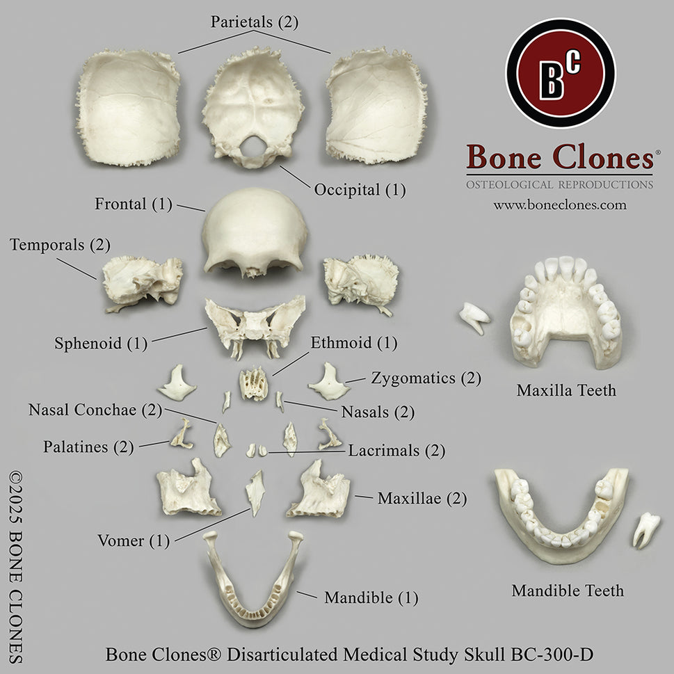 Human Medical Study Skull Model