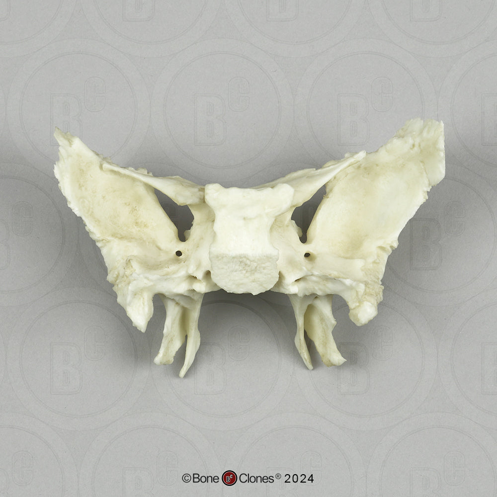 Human Medical Study Skull Model