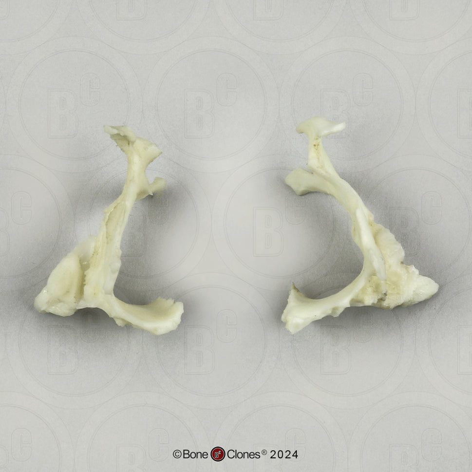 Human Medical Study Skull Model