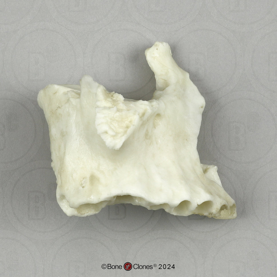 Human Medical Study Skull Model