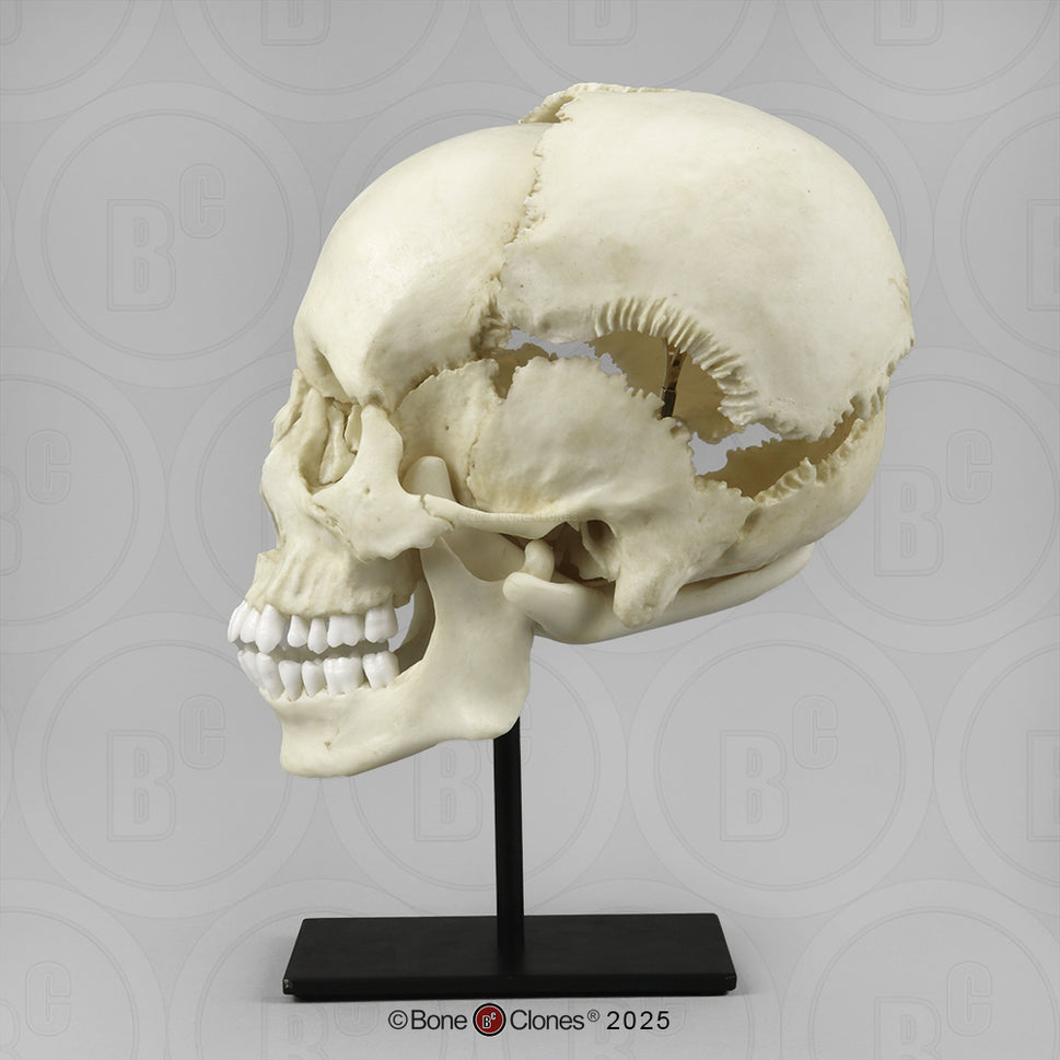 Human Medical Study Skull Model