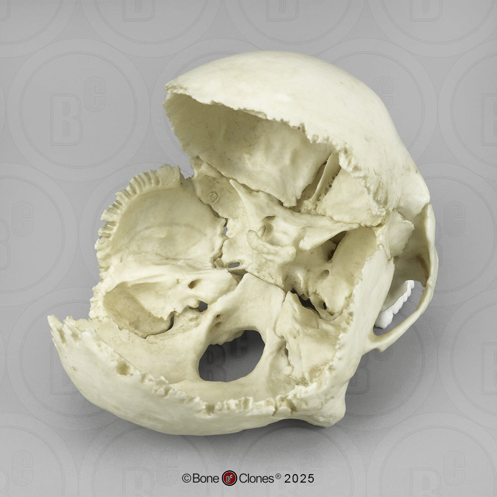 Human Medical Study Skull Model