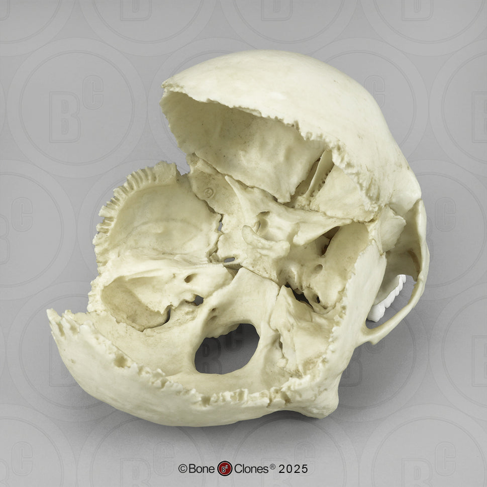 Human Medical Study Skull Model