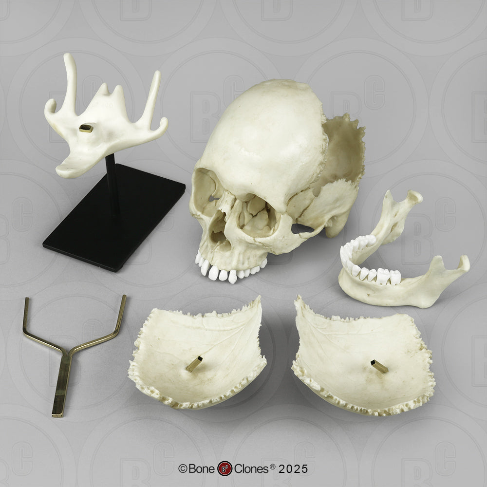 Human Medical Study Skull Model