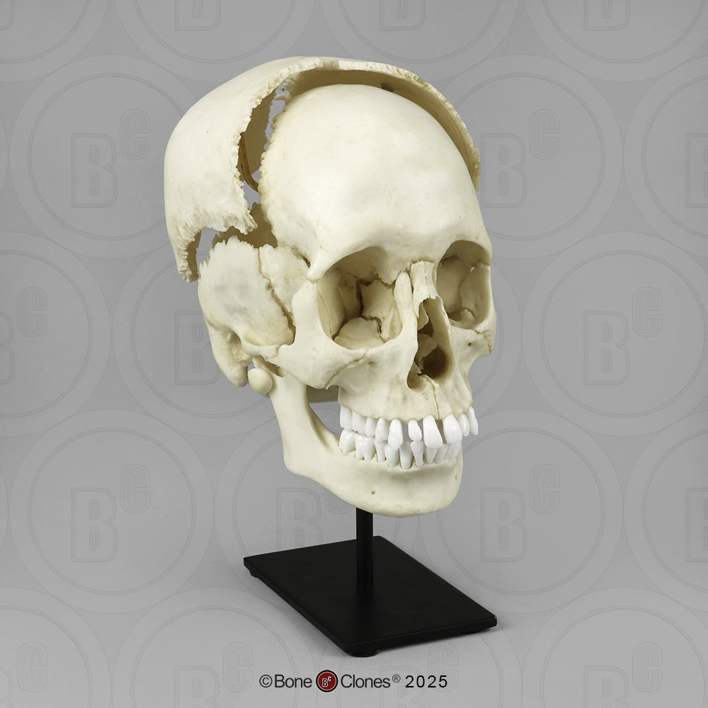 Human Medical Study Skull Model