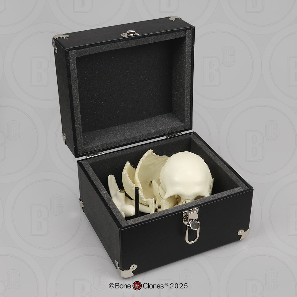 Human Medical Study Skull Model