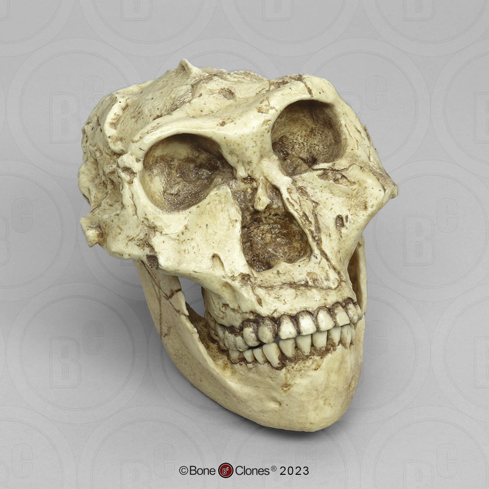 Bone Clones Australopithecus Hominin Skulls