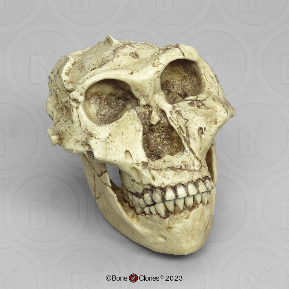Bone Clones Australopithecus Hominin Skulls