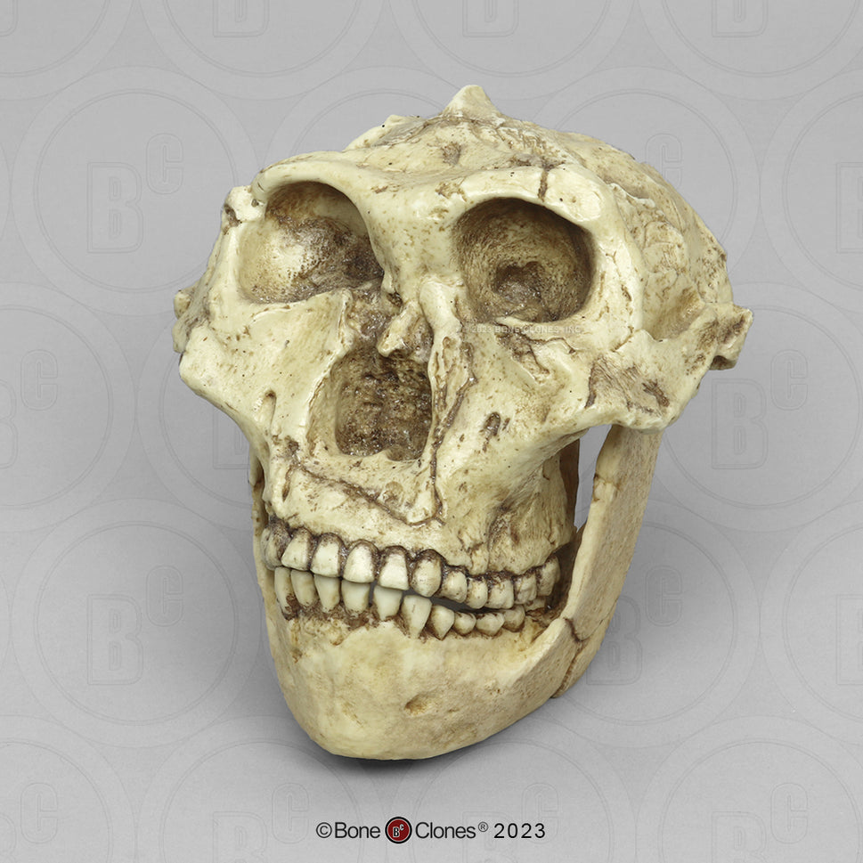 Bone Clones Australopithecus Hominin Skulls