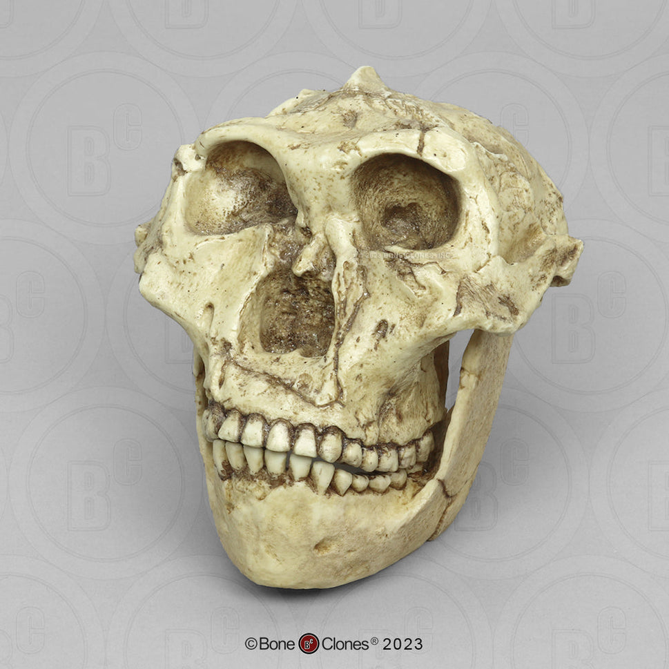 Bone Clones Australopithecus Hominin Skulls