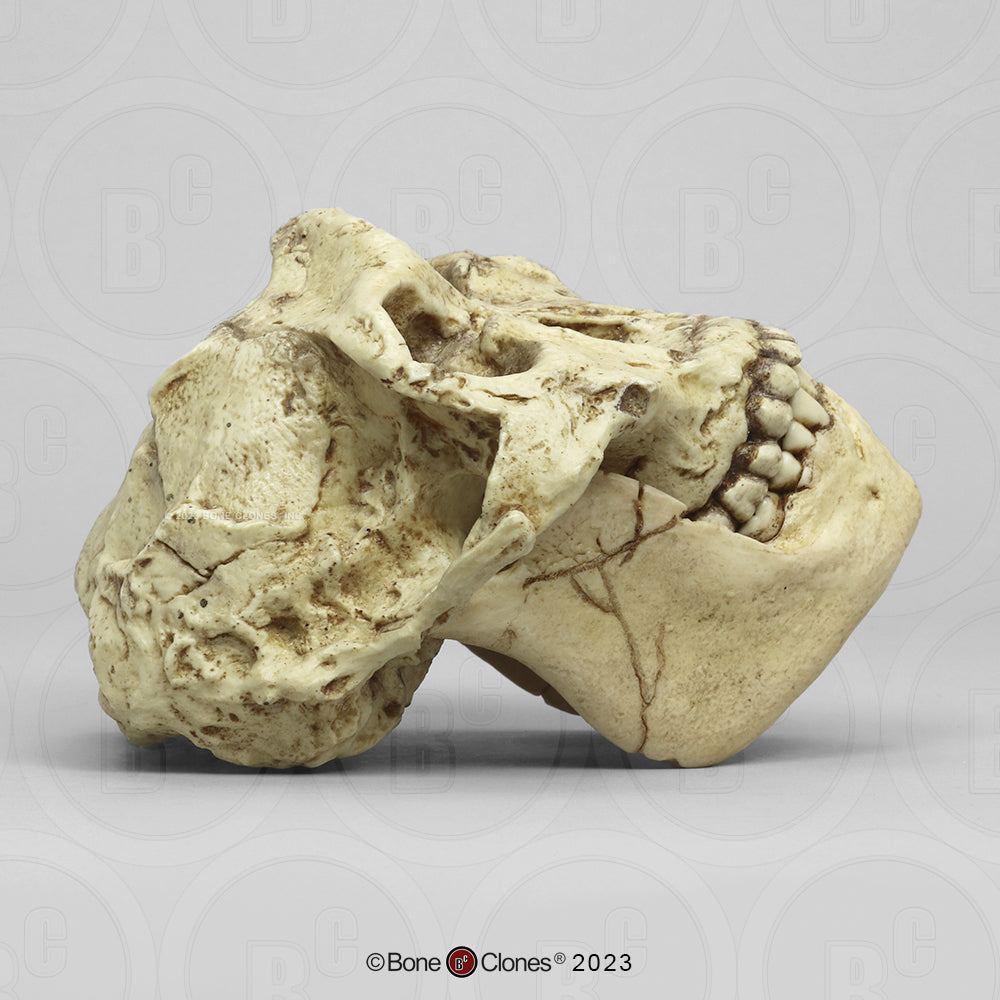 Bone Clones Australopithecus Hominin Skulls