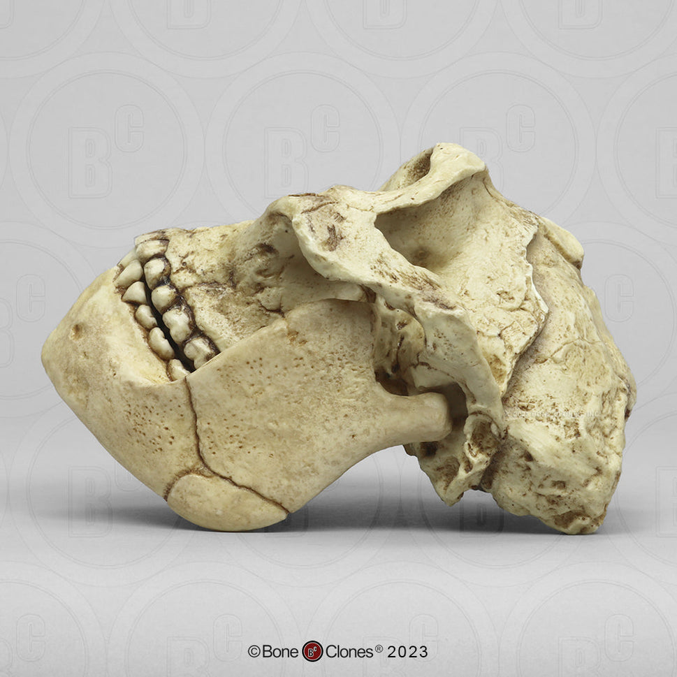 Bone Clones Australopithecus Hominin Skulls