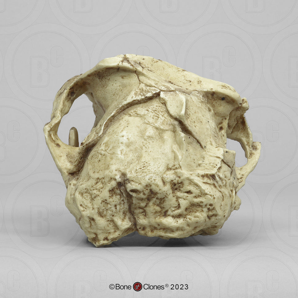 Bone Clones Australopithecus Hominin Skulls
