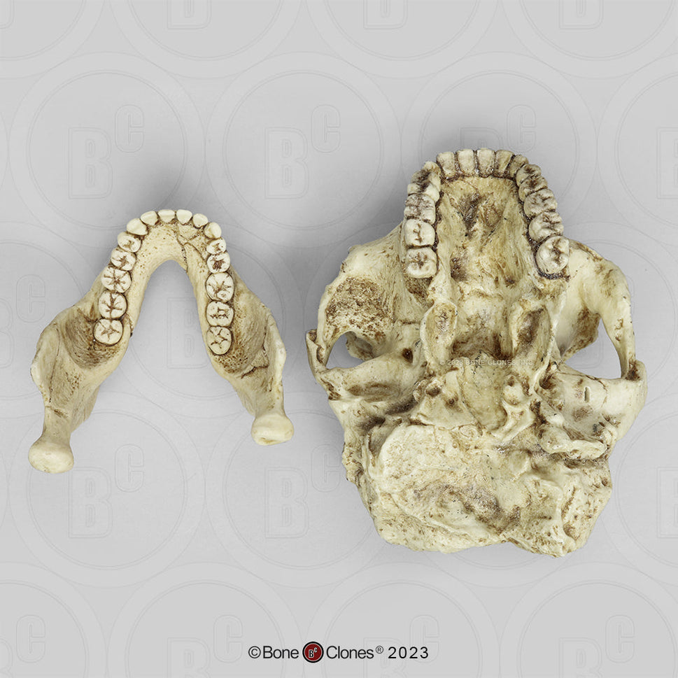 Bone Clones Australopithecus Hominin Skulls