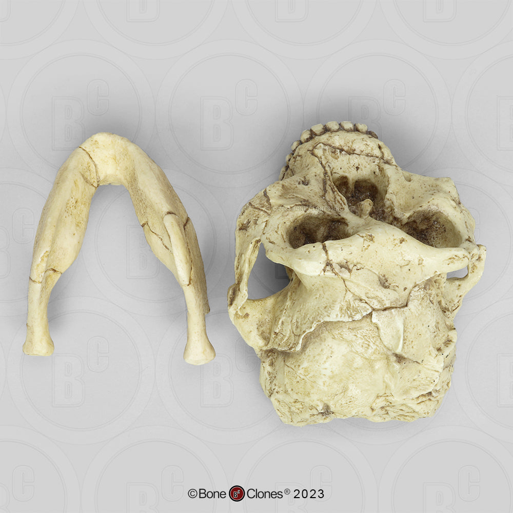Bone Clones Australopithecus Hominin Skulls