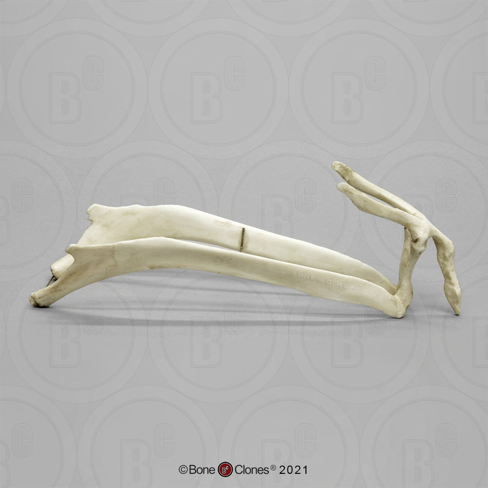 Bone Clones Equine Hyoid Model