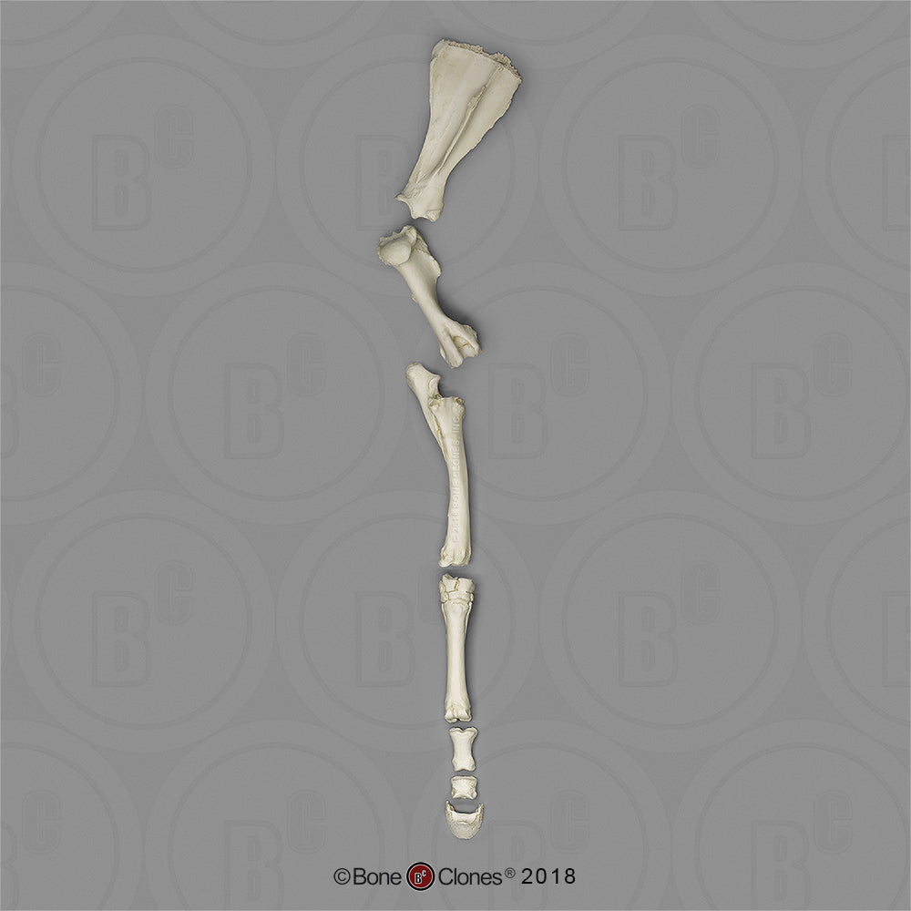 Bone Clones Equine Leg Model