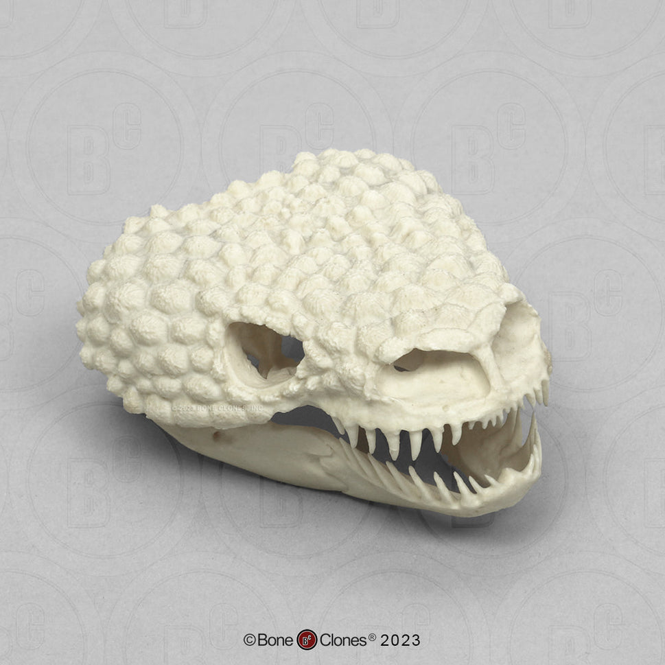 Bone Clones Reptile and Amphibian Skulls
