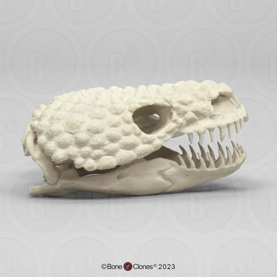 Bone Clones Reptile and Amphibian Skulls