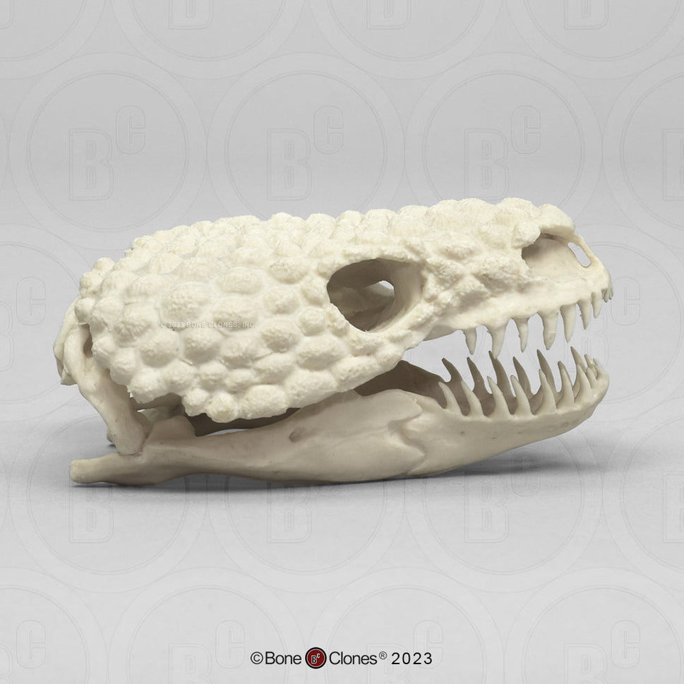 Bone Clones Reptile and Amphibian Skulls