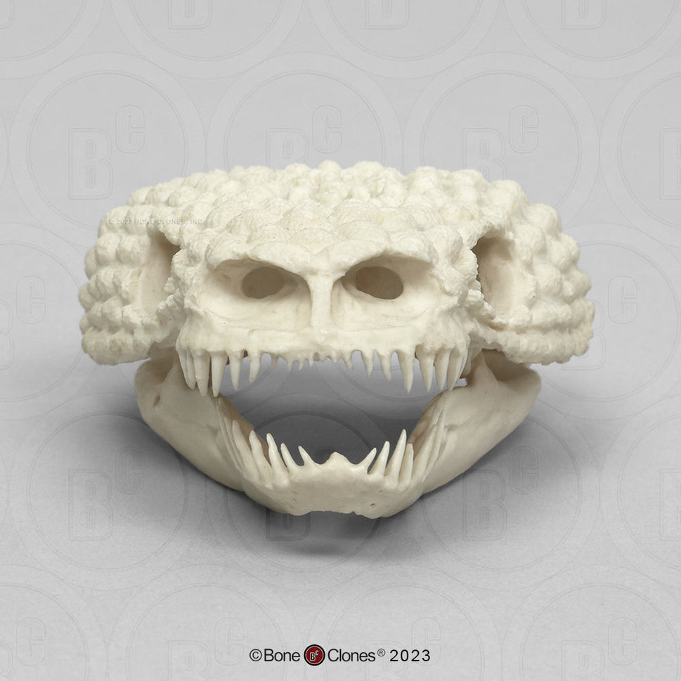 Bone Clones Reptile and Amphibian Skulls