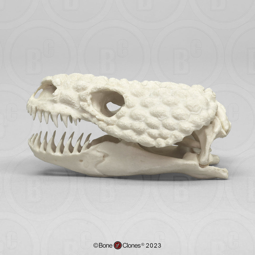 Bone Clones Reptile and Amphibian Skulls