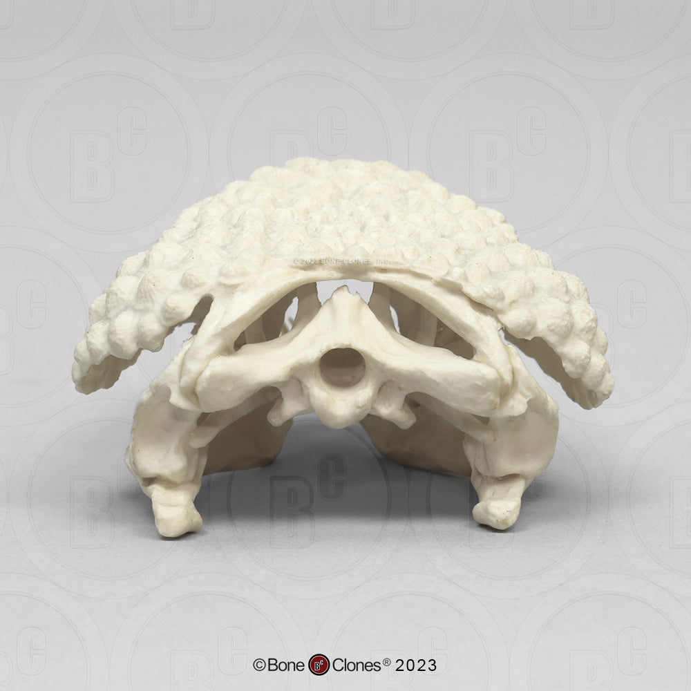 BC-006 Gila Monster Skull back view