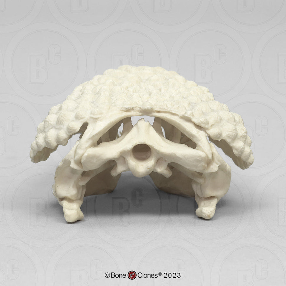 Bone Clones Reptile and Amphibian Skulls