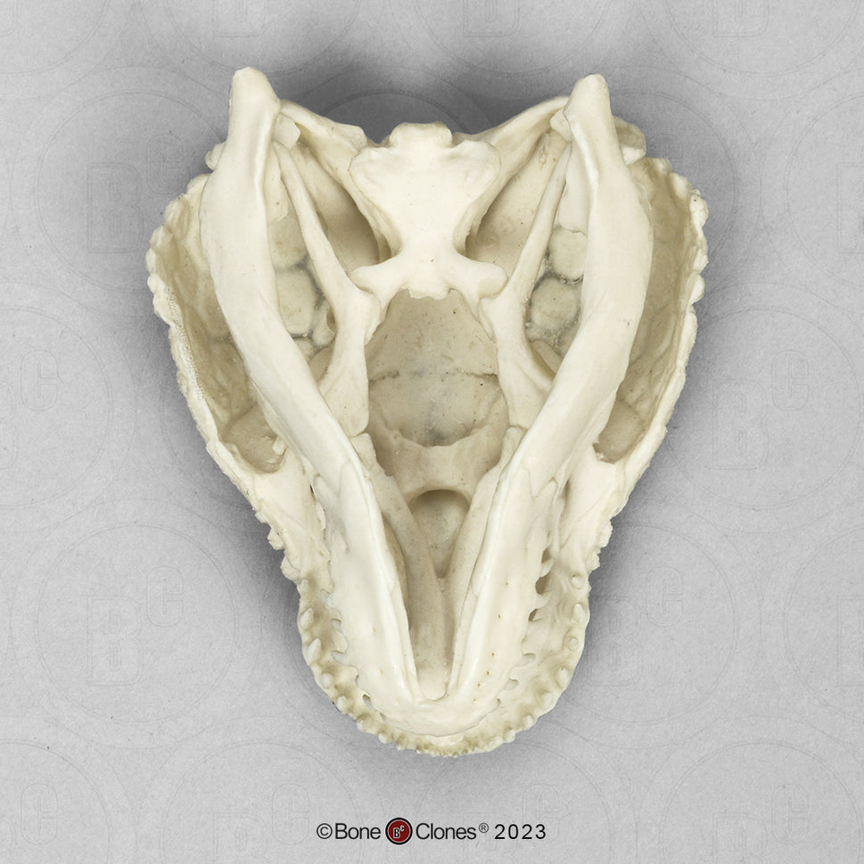 Bone Clones Reptile and Amphibian Skulls