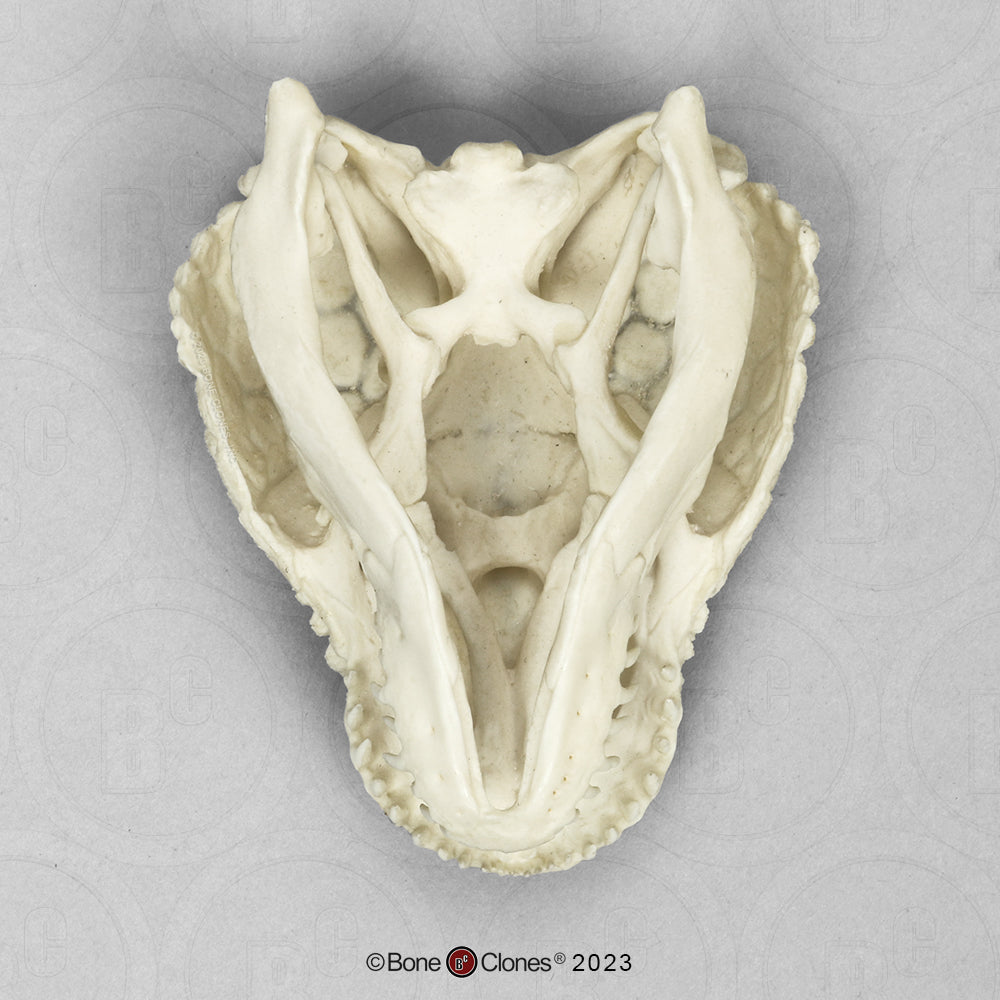 Bone Clones Reptile and Amphibian Skulls