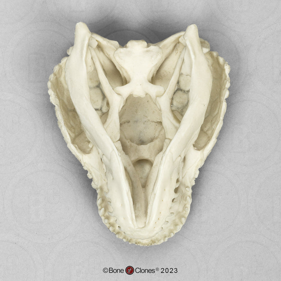 Bone Clones Reptile and Amphibian Skulls