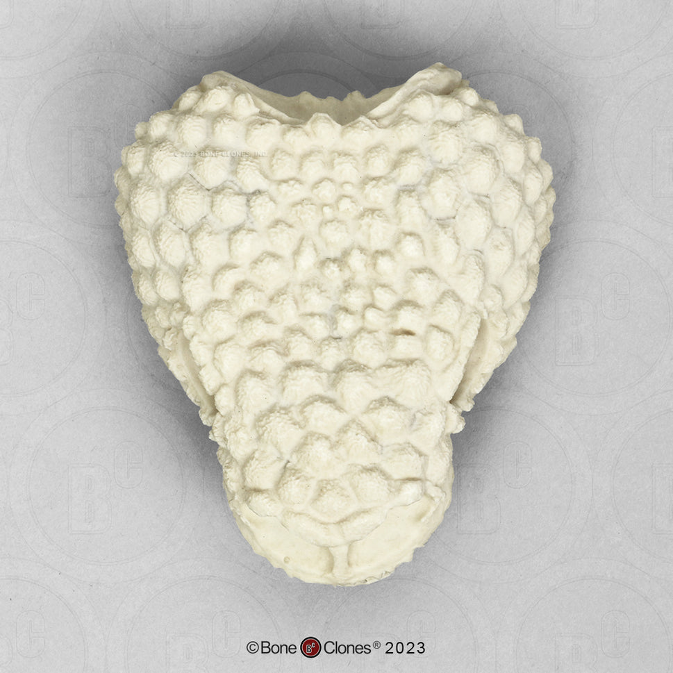 Bone Clones Reptile and Amphibian Skulls