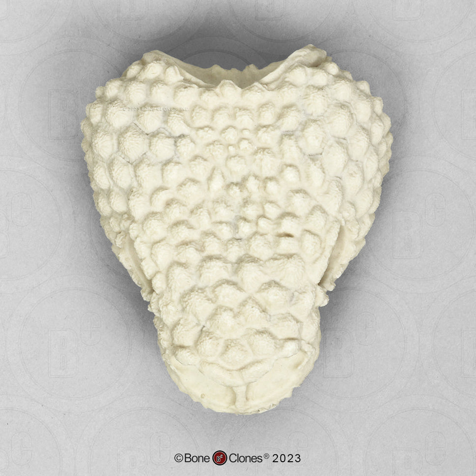 Bone Clones Reptile and Amphibian Skulls