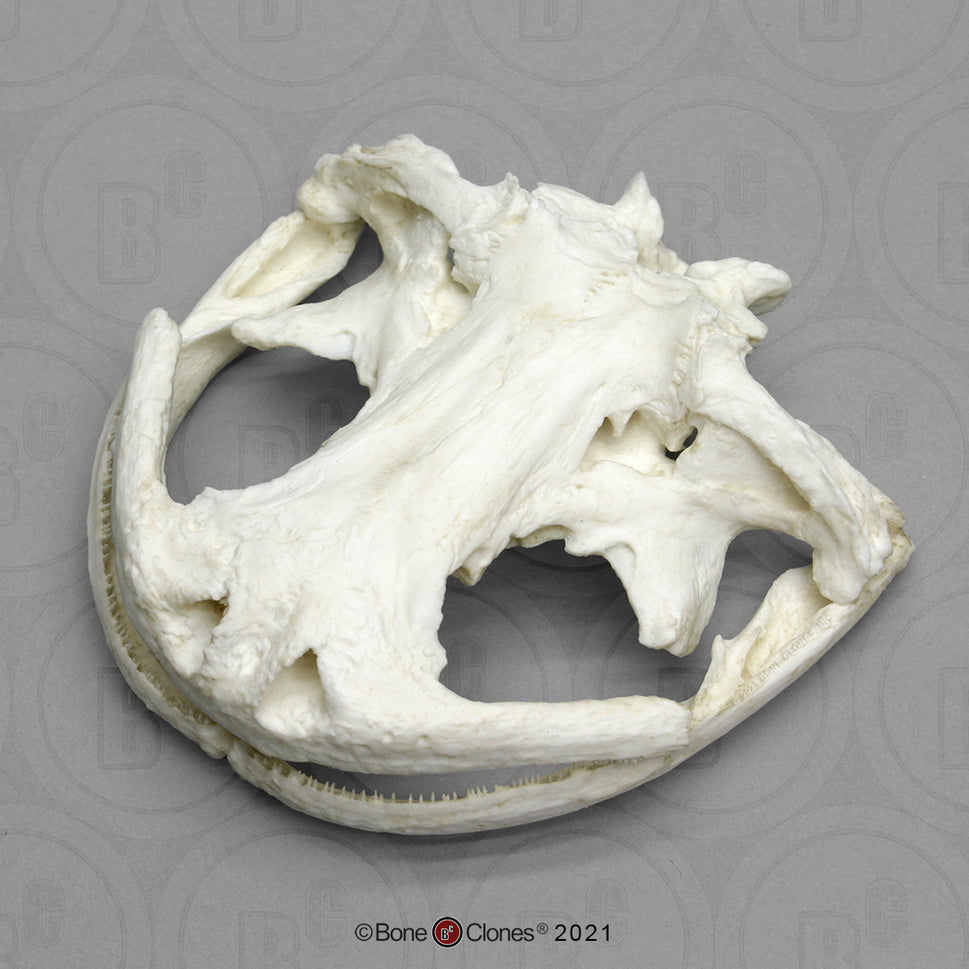 Bone Clones Reptile and Amphibian Skulls
